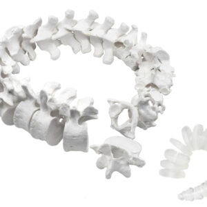 Disarticulated Human Spine Model, 47 Parts - Vertebrae, Intervertebral Discs - Life Sized, Medical Quality