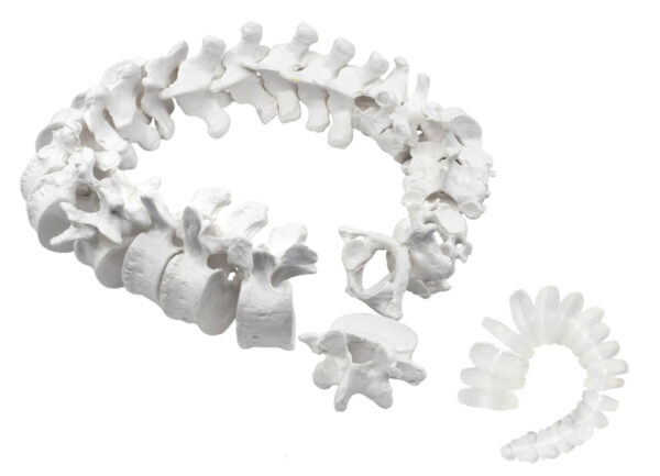 Disarticulated Human Spine Model, 47 Parts - Vertebrae, Intervertebral Discs - Life Sized, Medical Quality