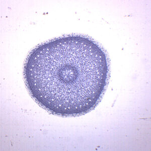Lilium Root Tip - Prepared Microscope Slide - 75x25mm