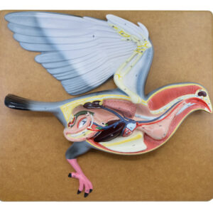 Pigeon Dissection Model, 18" - Mounted on Base - Hand Painted Details & Numbered Structures - Includes Key Card - Eisco Labs