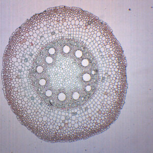 Monocot & Dicot Root - Prepared Microscope Slide - 75x25mm