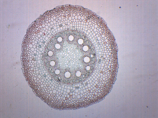 Monocot & Dicot Root - Prepared Microscope Slide - 75x25mm