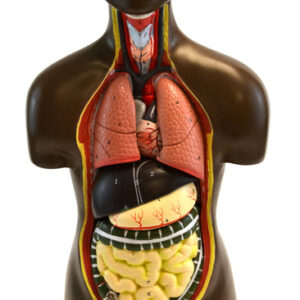 Eisco Half-Size Unisex Human Torso Model with Head 9 Parts