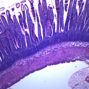 Epithelium Section Mammal - Prepared Microscope Slide - 75x25mm