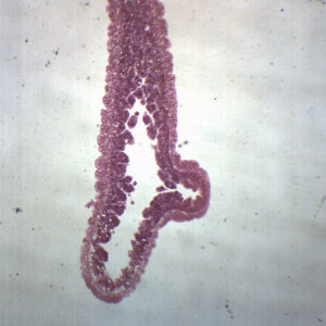 Hydra - Prepared Microscope Slide - 75x25mm
