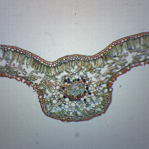 Cycas Leaf - Cross Section - Prepared Microscope Slide - 75x25mm