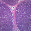 Peripheral Nerve - Prepared Microscope Slide - 75x25mm