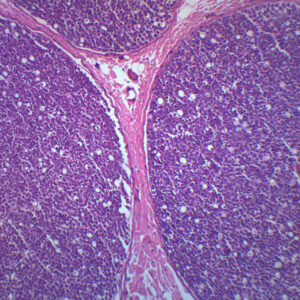 Peripheral Nerve - Prepared Microscope Slide - 75x25mm