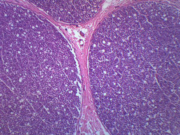 Peripheral Nerve - Prepared Microscope Slide - 75x25mm