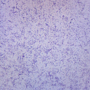 Typical Bacteria Whole Mount - Prepared Microscope Slide - 75x25mm