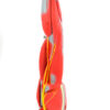Eisco Labs Model Child's Arm with Removable Muscles on Display Stand