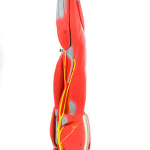 Eisco Labs Model Child's Arm with Removable Muscles on Display Stand