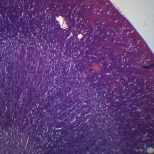 Kidney - Prepared Microscope Slide - 75x25mm