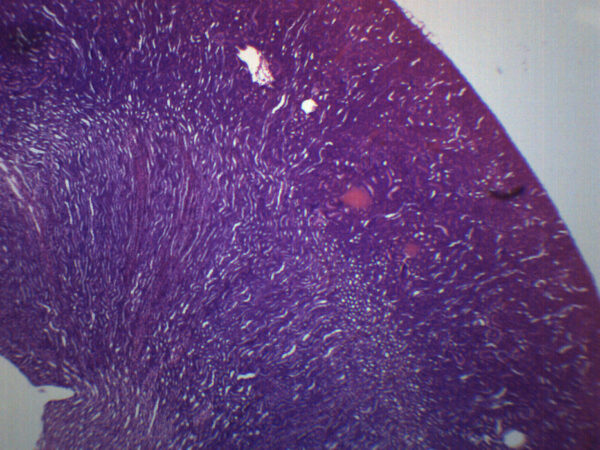 Kidney - Prepared Microscope Slide - 75x25mm