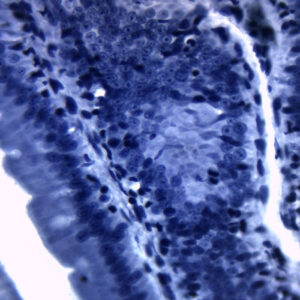 Cellular Organelle: Mitochondria - Prepared Microscope Slide - 75x25mm