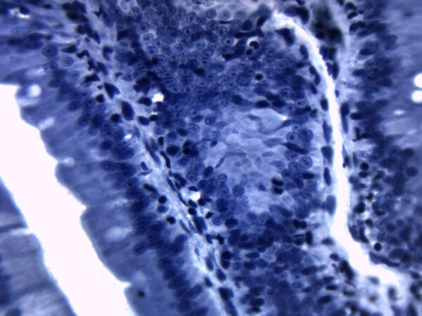 Cellular Organelle: Mitochondria - Prepared Microscope Slide - 75x25mm