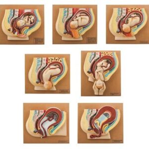 Eisco Human Baby Delivery Stages - Set of 7 Models