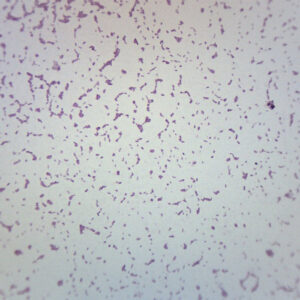 Salmonella Typhi - Gram Neg. - Prepared Microscope Slide - 75x25mm