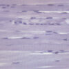Human Skeletal Muscle (LS) - Prepared Microscope Slide - 75x25mm