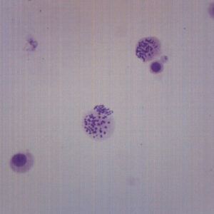 Male Chromosome Smear, Human - Prepared Microscope Slide - 75x25mm