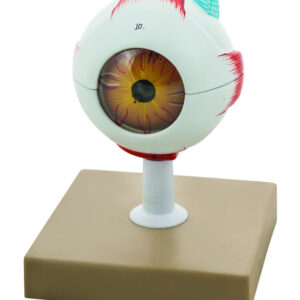 Human Eye Model - 3X Enlarged - 7 Parts