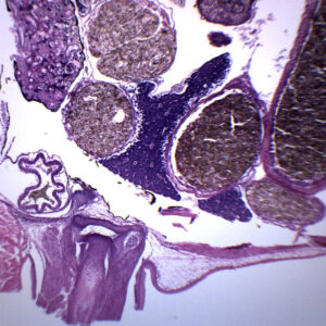 Tadpole Thorax Gills Region - Cross Section - Prepared Microscope Slide - 75x25mm