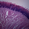 Foliate Papillae Section, Mammal - Prepared Microscope Slide - 75x25mm