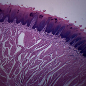 Foliate Papillae Section, Mammal - Prepared Microscope Slide - 75x25mm