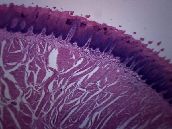 Foliate Papillae Section, Mammal - Prepared Microscope Slide - 75x25mm