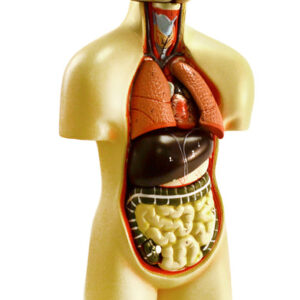 Miniature Human Torso Model (Sexless), 19" Tall - 12 Parts - Compact for Individual Desktop Study