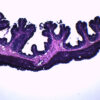 Frog Esophagus - Cross Section - Prepared Microscope Slide - 75x25mm