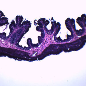 Frog Esophagus - Cross Section - Prepared Microscope Slide - 75x25mm