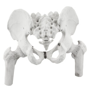 Pelvis with Femur Model Human - Life Size 3D Rendering