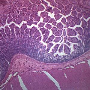 Mammalian Colon - Cross Section - Prepared Microscope Slide - 75x25mm
