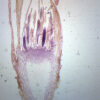 Moss Archegonia - Longitudinal Section - Prepared Microscope Slide - 75x25mm