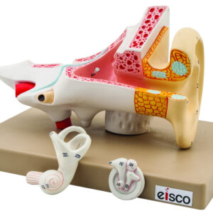 Eisco 2x Life-Size Human Ear Model 3 Parts