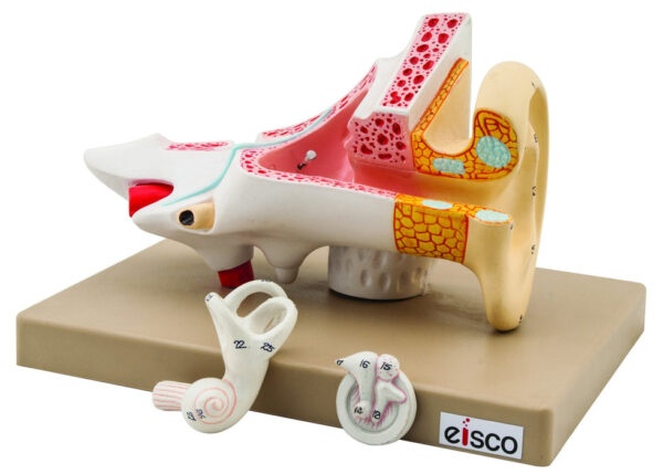 Eisco 2x Life-Size Human Ear Model 3 Parts