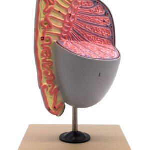 Human Testicle Model, Three Dimensional, with Hand Painted Details - Mounted on Stand, 9" tall - Eisco Labs