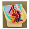 Eisco Human Female Pelvis Model