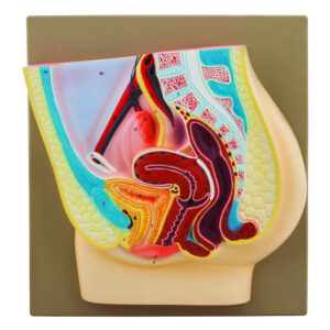 Eisco Human Female Pelvis Model