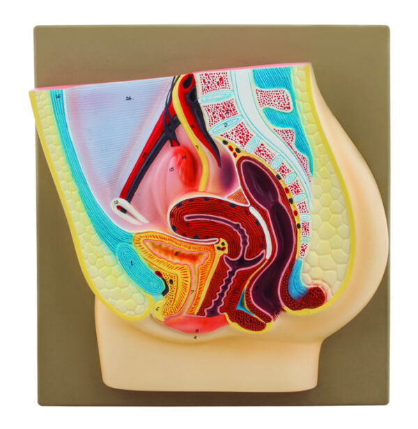Eisco Human Female Pelvis Model