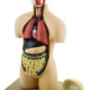 Eisco Half-Size Human Torso Model with Dissectable Head 11 Parts