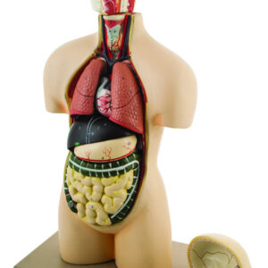 Eisco Half-Size Human Torso Model with Dissectable Head 11 Parts