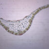 Monocot Leaf - Prepared Microscope Slide - 75x25mm
