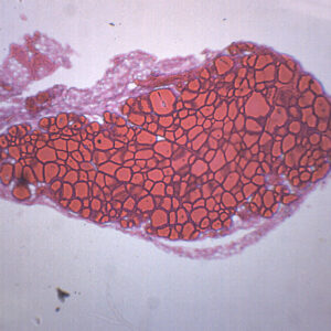 Thyroid Gland - Prepared Microscope Slide - 75x25mm