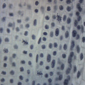 Lilium Mitosis - Prepared Microscope Slide - 75x25mm