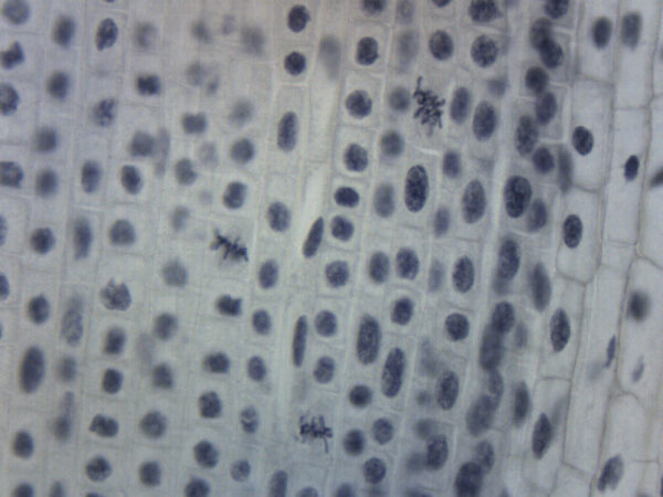 Lilium Mitosis - Prepared Microscope Slide - 75x25mm