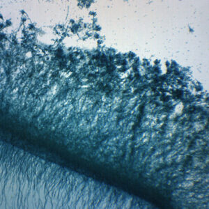 Penicillium - Prepared Microscope Slide - 75x25mm