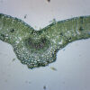 Ligustrum Leaf - Prepared Microscope Slide - 75x25mm