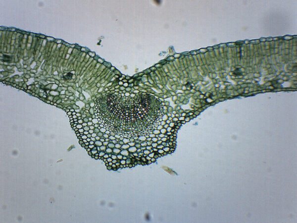 Ligustrum Leaf - Prepared Microscope Slide - 75x25mm